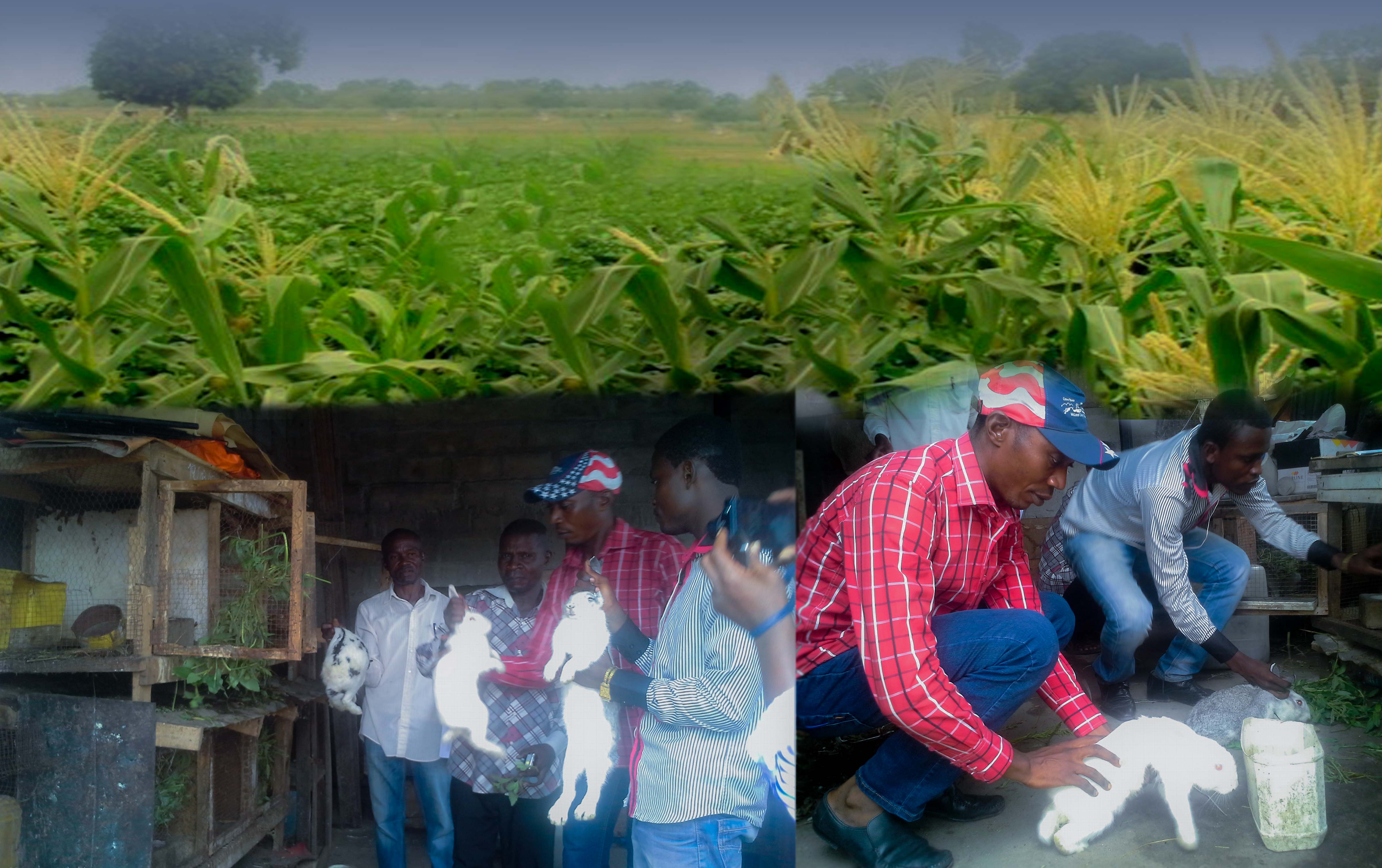 Techniques Agricoles